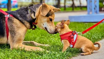 &laquo;Моспитомец&raquo; помогает людям быстро найти нового друга