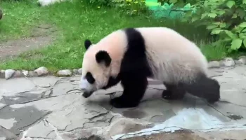 &laquo;Топ-топ малыш&raquo;: Московский зоопарк показал по-детски марширующую панду Катюшу