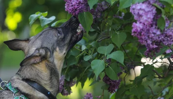 &laquo;Желание не исполнится&raquo;: экстрасенс Николь Кузнецова развеяла миф о цветах сирени с пятью лепестками