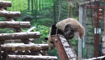 &laquo;Поклонница зимы&raquo;: панда Катюша из Московского зоопарка обрадовалась выпавшему снегу