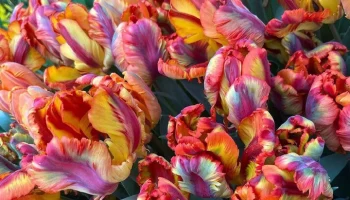 Весенний фестиваль цветов начнется в "Аптекарском огороде" 15 марта