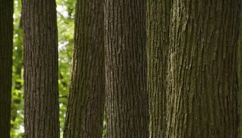 Более трех тысяч деревьев высадят на магистралях и крупных улицах столицы осенью