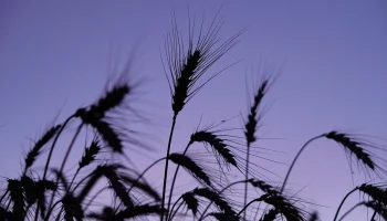 Зерновой союз допустил запрет на импорт российского продовольствия в США