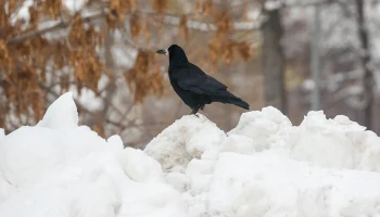 Синоптик Ильин пообещал москвичам новую волну морозов в феврале