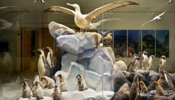 "Мосбилет" приглашает в Дарвиновский музей на выставку о пингвинах