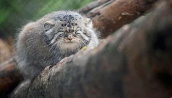 &laquo;А что это вы тут делаете?&raquo;: Московский зоопарк показал &laquo;ночного манула&raquo; Тимофея