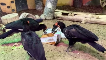 &laquo;Самые деловые птицы&raquo;: Московский зоопарк показал, как работают кафрские вороны