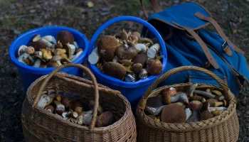 Суперсезон из-за тепла: какие грибы можно найти в подмосковных лесах&nbsp;в декабре
