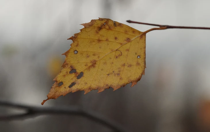 Стало известно, когда первые заморозки могут прийти в Москву Стало известно, когда первые заморозки могут прийти в Москву