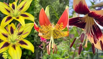 Лилии раннего срока цветения покажут на выставке в "Аптекарском огороде"