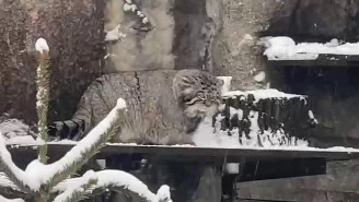 «Остановить это»: Московский зоопарк показал негодующего из-за снега Тимошу «Остановить это»: Московский зоопарк показал негодующего из-за снега Тимошу