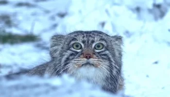 Генеральный директор Московского зоопарка назвала самого популярного обитателя