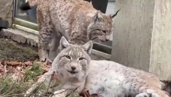 &laquo;Греются на теплой мульче&raquo;: Московский зоопарк показал, чем занимаются рыси в вольере
