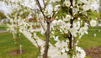 Вишни, груши и магнолии: деревья и кустарники расцвели на ВДНХ