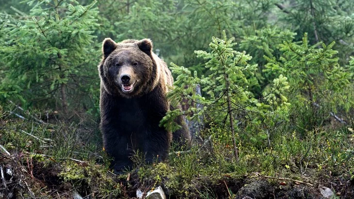 Медведь напал на человека в Словакии Медведь напал на человека в Словакии