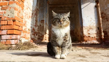 Появились кадры спасения животных из затопленного паводком Орска