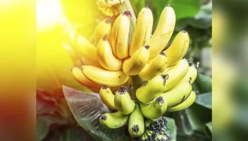 В&nbsp;Эквадоре прокомментировали запрет на&nbsp;ввоз бананов в&nbsp;РФ