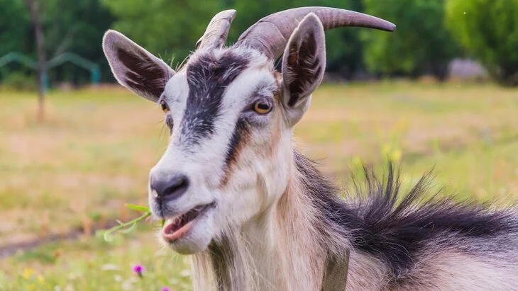 Россельхознадзор ввел ограничения на ввоз овец и коз из Румынии из-за чумы Россельхознадзор ввел ограничения на ввоз овец и коз из Румынии из-за чумы