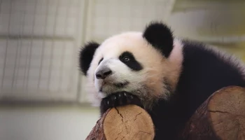 Панда Катюша расцарапала руку и живот работнику Московского зоопарка