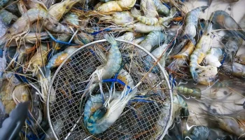 Минсельхоз запретил вылов креветки на Дальнем Востоке до конца года