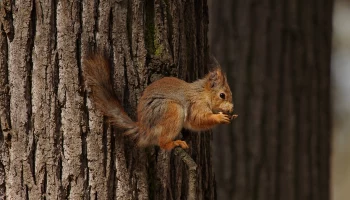 Москвичам рассказали о детенышах зверей и птиц, которых можно встретить в городе