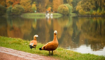 Дождь и мокрый снег: как изменится погода в Москве на следующей неделе