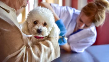 На Тверском бульваре начал работу спецпроект &laquo;Моспитомец х Четвероногий друг&raquo;