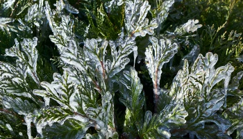 Москвичей призвали пересесть на городской транспорт из-за ледяного дождя