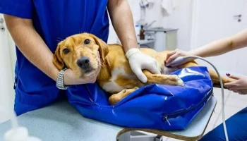 Новый номер телефона появился у контакт-центра госветслужбы Москвы