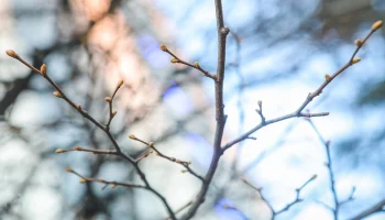 Единичные случаи набухания почек на растениях зафиксировали в Москве