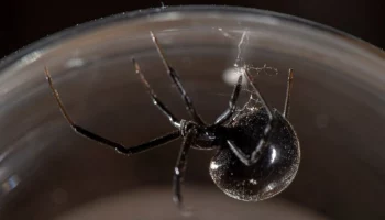 Жительница Москвы нашла беременную самку черной вдовы в купленных фруктах