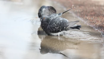&laquo;Всплеска тепла не ожидается&raquo;: москвичам рассказали о погоде в столице до конца апреля