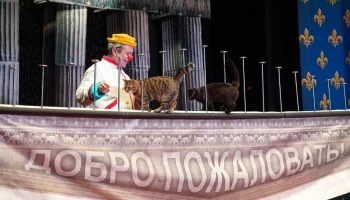 &laquo;Мосбилет&raquo; рассказал, как бездомные животные становятся артистами Театра кошек