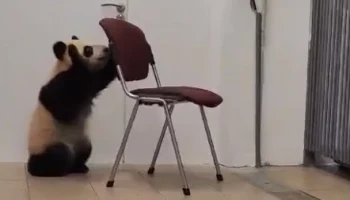 &laquo;Караул. Побег&raquo;: Московский зоопарк показал секретный способ Катюши&nbsp;выйти гулять