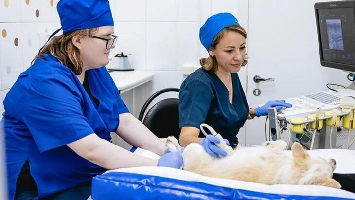 Москвичам рассказали о развитии столичной госветслужбы