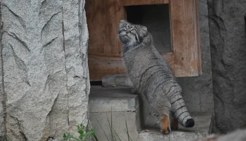 &laquo;Зимняя бескормица&raquo;: манул Тимофей начнет получать меньше крыс и перепелов