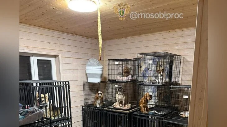 Уголовное дело о зоогостинице в Чехове передано в МВД Уголовное дело о зоогостинице в Чехове передано в МВД