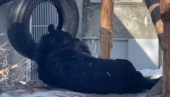 &laquo;Знает толк&raquo;: Московский зоопарк показал отдыхающего на солнце медведя&nbsp;Фаню