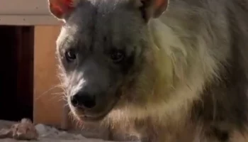 &laquo;Наша красавица&raquo;: Московский зоопарк показал весеннюю гиену&nbsp;на солнце