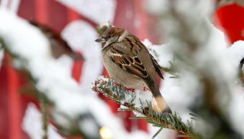 Мороз до минус 25 градусов ожидается в Московском регионе в ночь на 1 февраля