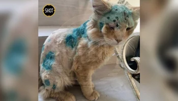 Подмосковная прокуратура начала проверку из-за обстрела кота из пневматического пистолета