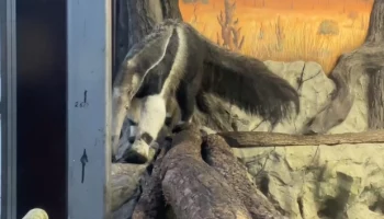 &laquo;Поражает&raquo;: Московский зоопарк показал необычные габариты муравьеда