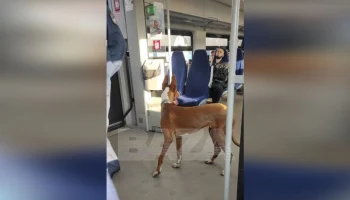 Забежавшая в электричку в Ленинградской области собака сама покинула вагон