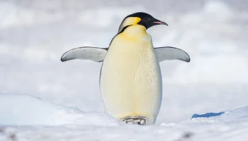 &laquo;Мосбилет&raquo; приглашает на выставку &laquo;Пингвины&raquo; в Дарвиновском музее