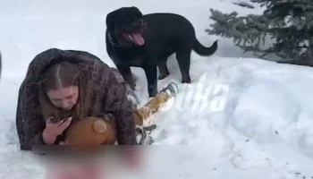 Хозяйка напавшего на мать с ребенком ротвейлера в Екатеринбурге отказалась усыплять пса