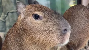 &laquo;Полный дзен&raquo;: Московский зоопарк показал подросших детенышей капибар