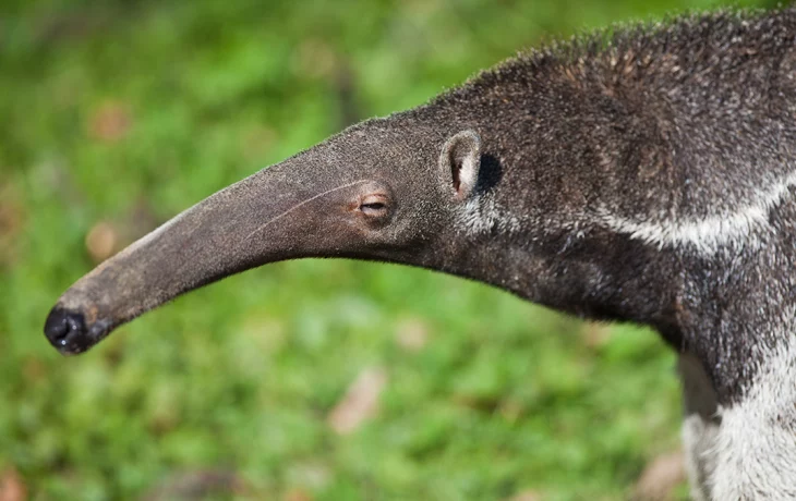 «Уже работает»: Московский зоопарк показал трудовые будни муравьеда Диего «Уже работает»: Московский зоопарк показал трудовые будни муравьеда Диего