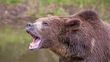 Двое мужчин госпитализированы после нападения медведя на Курилах