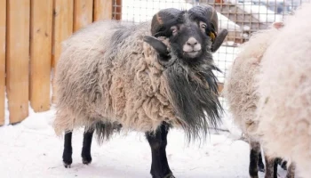 Двухлетний баран породы Уэссан поселился в Московском зоопарке