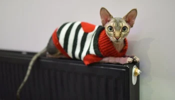 Температуру в батареях столичных квартир повысили из-за похолодания